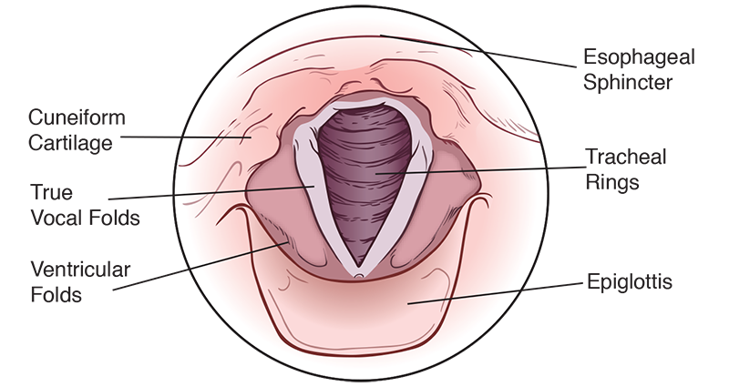Laryngeal structures—open vocal folds.